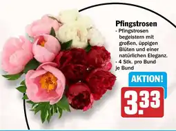 HIT Pfingstrosen Angebot