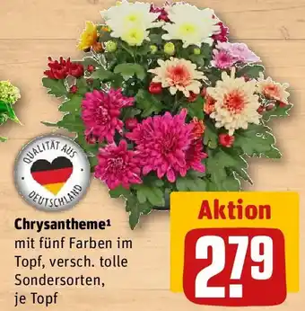 REWE Chrysantheme Angebot