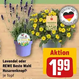 REWE Lavendel oder REWE Beste Wahl Husarenknopf Angebot