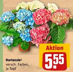 REWE Hortensie Angebot