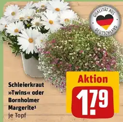 REWE Schleierkraut Twins oder Bornholmer Margerite Angebot