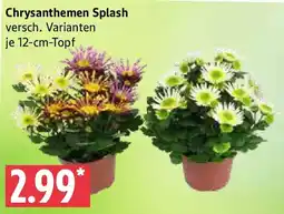 Marktkauf Chrysanthemen Splash Angebot