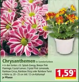Norma Chrysanthemen Angebot