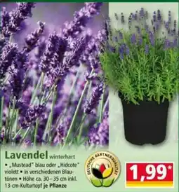 Norma Lavendel Angebot