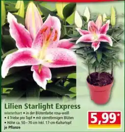 Norma Lilien Starlight Express Angebot