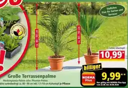 Norma Große Terrassenpalme Angebot