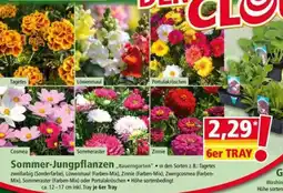 Norma Sommer-Jungpflanzen Angebot