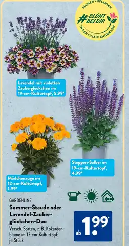 Aldi Süd GARDENLINE Sommer-Staude oder Lavendel-Zauberglöckchen-Duo Angebot