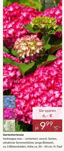 Pflanzen Kölle Gartenhortensie Angebot