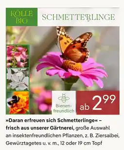 Pflanzen Kölle Kölle bio schmetterlingsfreundliche pflanzen Angebot