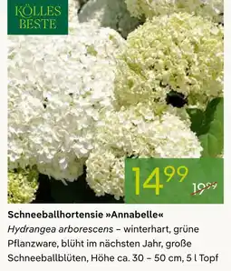 Pflanzen Kölle Kölles beste schneeballhortensie annabelle Angebot