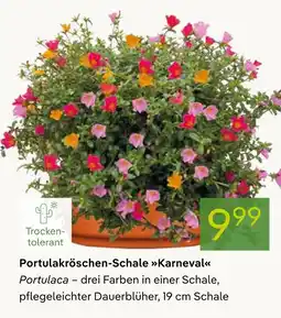 Pflanzen Kölle Portulakröschen-schale karneval Angebot