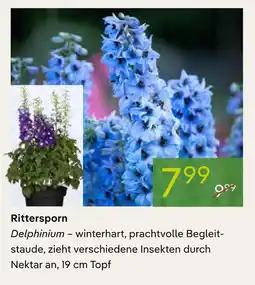 Pflanzen Kölle Rittersporn Angebot