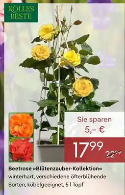Pflanzen Kölle Kölle's beste beetrose blütenzauber-kollektion Angebot