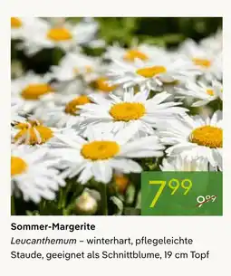 Pflanzen Kölle Sommer-margerite Angebot