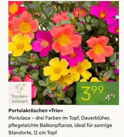 Pflanzen Kölle Portulakröschen trio Angebot