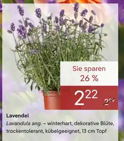Pflanzen Kölle Lavendel Angebot