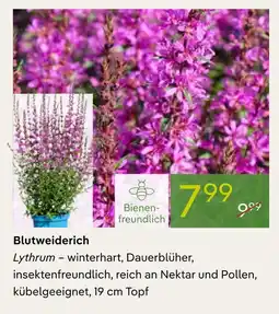 Pflanzen Kölle Blutweiderich Angebot