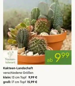 Pflanzen Kölle Kakteen-landschaft Angebot