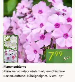 Pflanzen Kölle Flammenblume Angebot