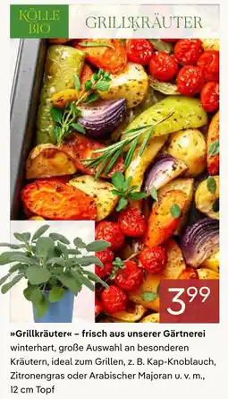 Pflanzen Kölle Kölle bio grillkräuter Angebot