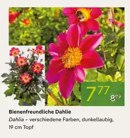 Pflanzen Kölle Bienenfreundliche dahlie Angebot