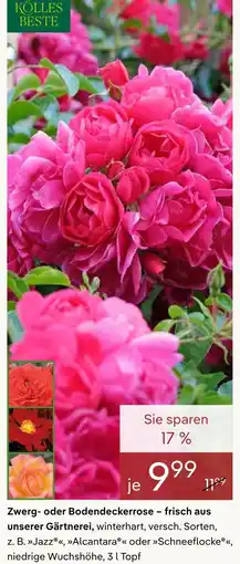 Pflanzen Kölle Kölle's beste zwerg- oder bodendeckerrose Angebot