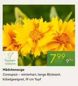 Pflanzen Kölle Mädchenauge Angebot
