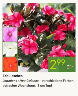 Pflanzen Kölle Edellieschen Angebot