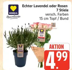 Marktkauf Edeka herzstücke echter lavendel oder rosen Angebot