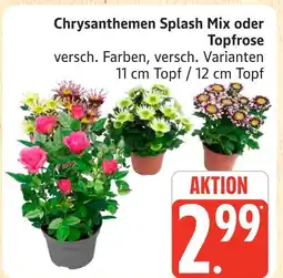 Marktkauf Chrysanthemen splash mix oder topfrose Angebot