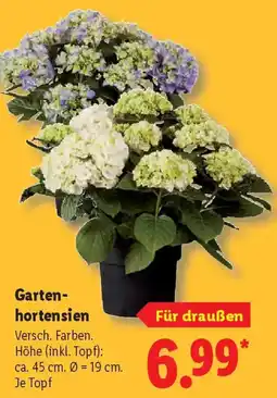 Lidl Gartenhortensien Angebot