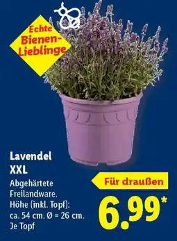 Lidl Lavendel XXL Angebot