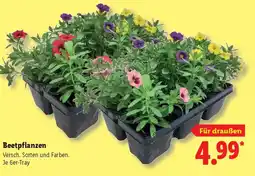 Lidl Beetpflanzen Angebot