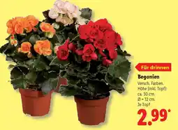 Lidl Begonien Angebot