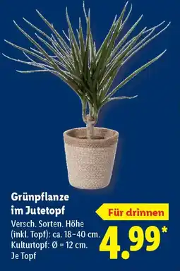 Lidl Grünpflanze im Jutetopf Angebot