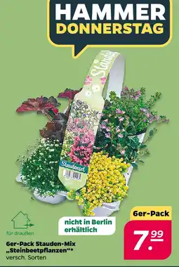 Netto 6er-pack stauden-mix „steinbeetpflanzen“ Angebot