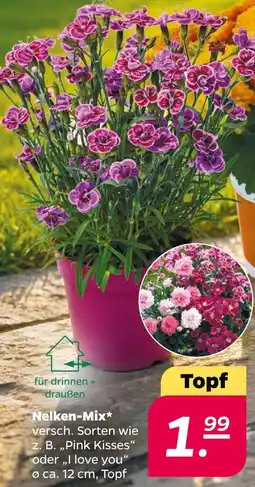 Netto Nelkem-mix Angebot
