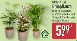 Aldi Nord GARDENLINE Grünpflanze Angebot