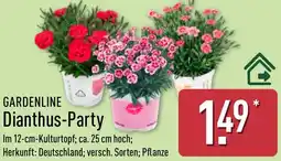Aldi Nord GARDENLINE Dianthus-Party Angebot