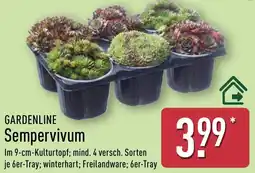 Aldi Nord GARDENLINE Sempervivum Angebot