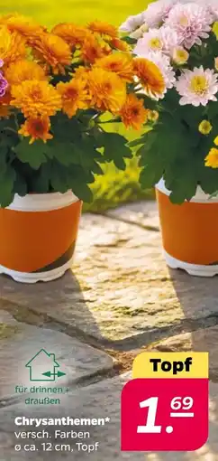 Netto Chrysanthemen Angebot