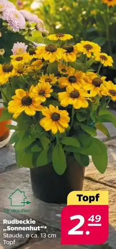 Netto Rudbeckie ,,Sonnenhut'' Angebot