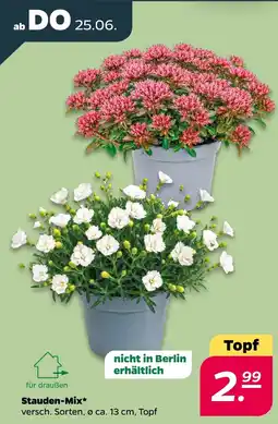 Netto Stauden-Mix Angebot