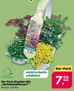 Netto Stauden-Mix ,,Steinbeetpflanzen❝ Angebot