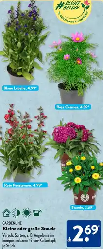 Aldi Süd GARDENLINE Kleine oder große Staude Angebot