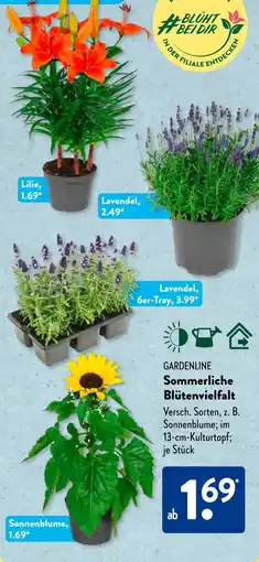 Aldi Süd GARDENLINE Sommerliche Blütenvielfalt Angebot
