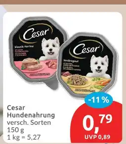 Budni Cesar klassik-terrine Angebot