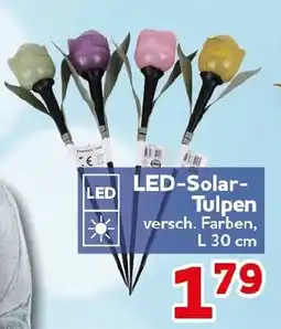 CENTERSHOP LED-Solar- Tulpen Angebot