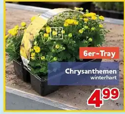 CENTERSHOP Chrysanthemen winterhart Angebot